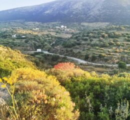 Αγροτεμάχιο 2500τ.μ. προς πώληση