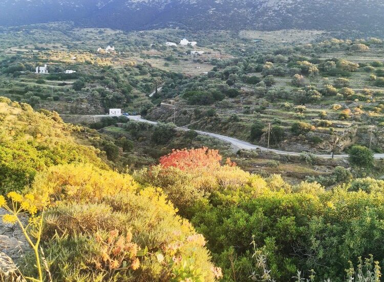 Αγροτεμάχιο 2500τ.μ. προς πώληση