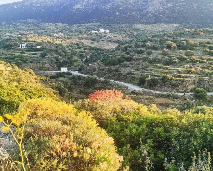 Αγροτεμάχιο 2500τ.μ. προς πώληση