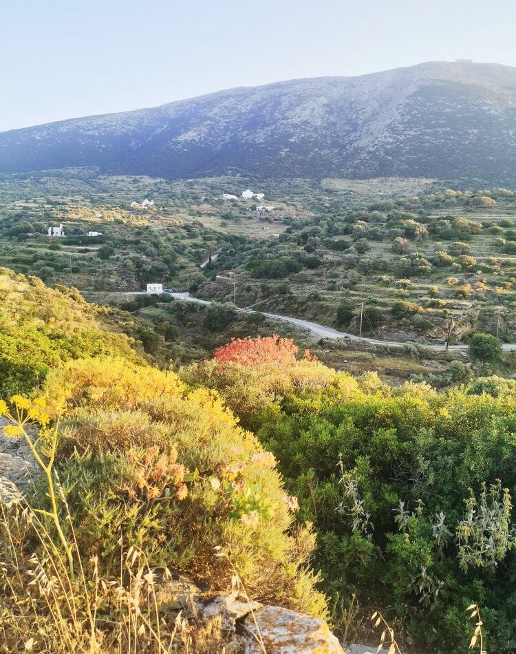 Αγροτεμάχιο 2500τ.μ. προς πώληση